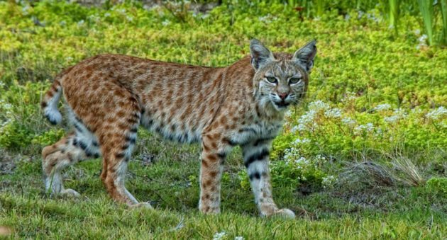 Bobcat stnding in grassland