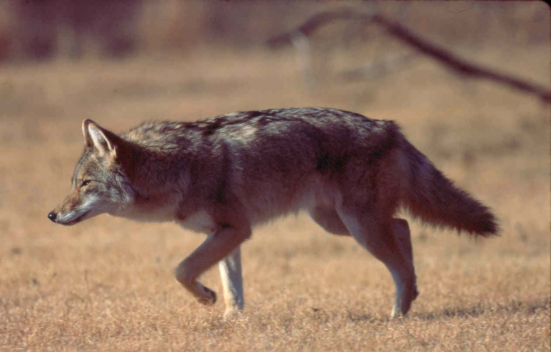 coyote in a field
