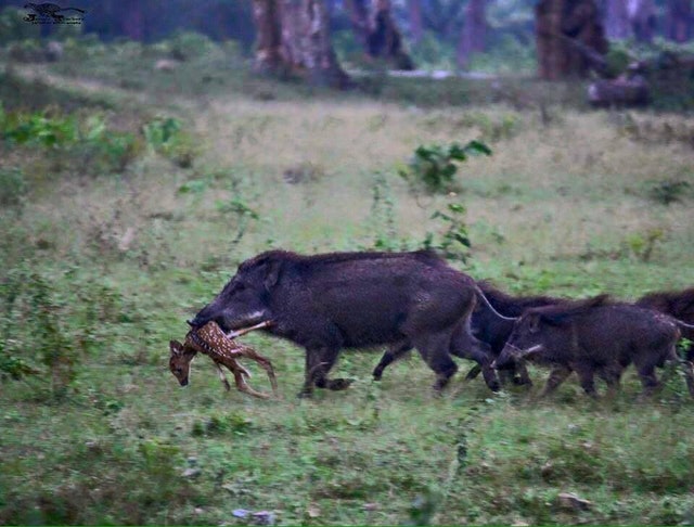 wild hogs carrying dead baby deer