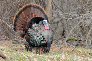 Turkey fanning feathers