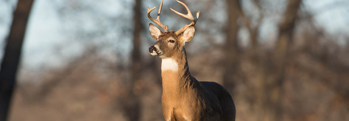 White tail deer