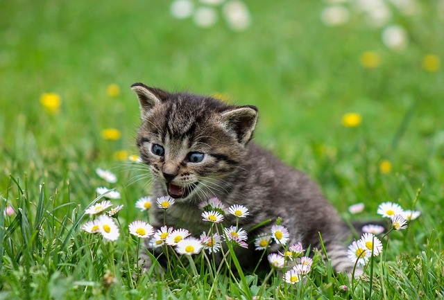 Adorable kitten attacking flowers