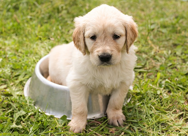 Golden puppy in food dish